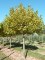 PLATANUS x acerifolia 'Alphen's Globe'