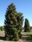 Cryptomeria japonica 'Elegans'