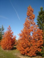 METASEQUOIA glyptostroboïdes