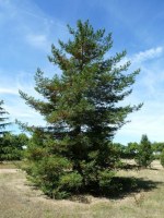 SEQUOIA sempervirens