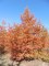 TAXODIUM distichum