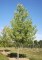 ACER saccharinum (dasycarpum)