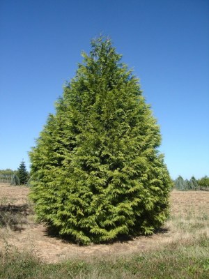 THUJA plicata 'Zebrina'