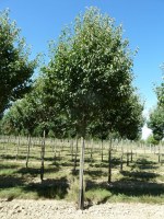 MALUS 'Tschonoskii'