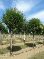 LIGUSTRUM japonicum Lucidum