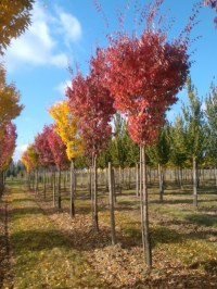 Zelkova fastigié