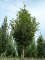 ZELKOVA serrata 'Musashino'