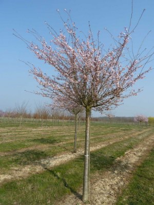 PRUNUS subhirtella 'Autumnalis'