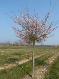 Cerisier à floraison hivernale