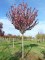 PRUNUS serrulata 'Royal Burgundy' ®