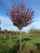 PRUNUS serrulata 'Royal Burgundy' ®