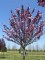 PRUNUS serrulata 'Royal Burgundy' ®