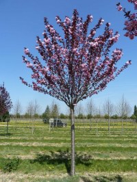 Cerisier à fleurs 'Royal Burgundy'