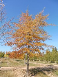 Chêne à feuille de saule