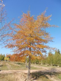 Chêne à feuille de saule