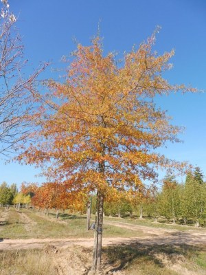 QUERCUS phellos