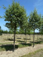 SORBUS aria 'Majestica'