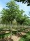 JUGLANS nigra