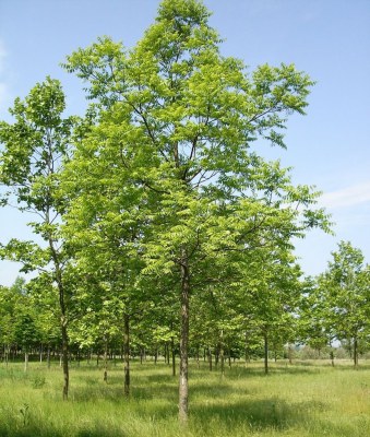 JUGLANS nigra