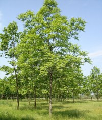 Noyer d'Amérique
