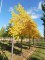 JUGLANS nigra