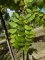 JUGLANS nigra