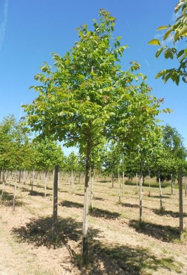 JUGLANS regia