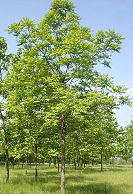 JUGLANS nigra