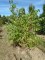 CERCIS siliquastrum
