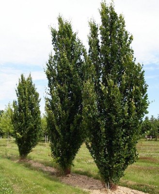 FAGUS sylvatica 'Dawyck'