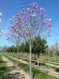 Magnolia 'Galaxy'