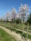 MAGNOLIA 'Heaven Scent'