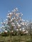 MAGNOLIA 'Heaven Scent'