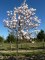MAGNOLIA 'Heaven Scent'