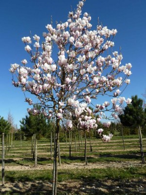 MAGNOLIA 'Heaven Scent'