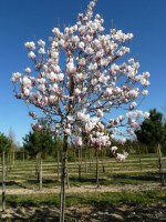 MAGNOLIA 'Heaven Scent'