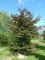 FAGUS sylvatica 'Purpurea'