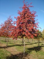 QUERCUS palustris