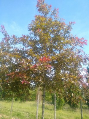 QUERCUS texana 'New Madrid'