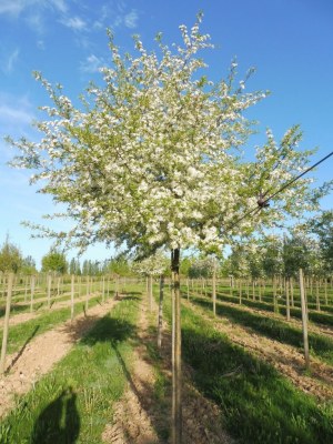 MALUS toringo 'Brouwers Beauty'