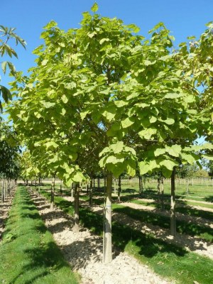 CATALPA bignonioides