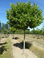 PLATANUS x acerifolia 'Alphen's Globe'