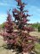 PARROTIA persica 'Vanessa'
