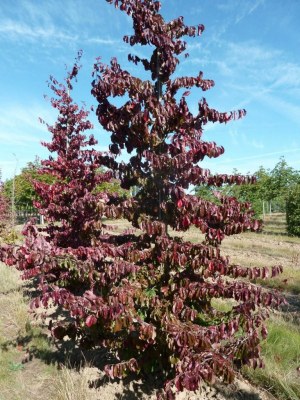 PARROTIA persica