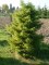 Cryptomeria japonica 'Elegans'