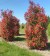 PHOTINIA x fraseri 'Red Robin'