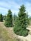 Cryptomeria japonica 'Elegans'