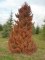 Cryptomeria japonica 'Elegans'