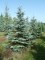 PICEA pungens 'Glauca'