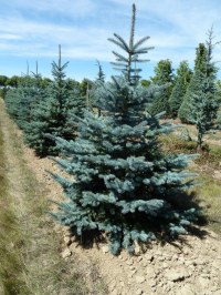 Sapin bleu 'Glauca'